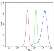 HMGCS1 Antibody JK-1 Flow Cytometry. Flow cytometric analysis of human JK-1 cells stained with HMGCS1 Antibody / Mevalonate Pathway Enzyme Antibody demonstrates a clear rightward shift of the positive population (blue) relative to both the isotype control (green) and unstained cells (red). The observed fluorescence profile is consistent with expression of HMGCS1, a key cytosolic enzyme of the mevalonate pathway that catalyzes the formation of HMG-CoA, an essential precursor for cholesterol and isoprenoid biosynthesis. The distinct separation between antibody-stained and control populations supports specific detection of endogenous HMGCS1 by flow cytometry. Cells were blocked with goat serum and stained with HMGCS1 antibody at 1 ug/million cells. Red = cells alone, Green = isotype control, Blue = HMGCS1 antibody.