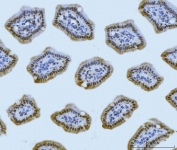 IHC staining of FFPE mouse colon tissue with Meiotic recombination 11 antibody. HIER: boil tissue sections in pH8 EDTA for 20 min and allow to cool before testing.