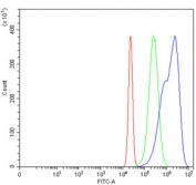 MSH6 Antibody Rabbit Polyclonal for FACS analysis of fixed and permeabilized human HeLa cells. Flow cytometry demonstrates a rightward fluorescence shift in the population stained with the rabbit polyclonal MSH6 antibody compared to the isotype control, indicating detection of intracellular MutS homolog 6 (MSH6), a nuclear DNA mismatch repair protein. Cells were stained at 1 ug antibody per million cells following blocking with goat sera. Red histogram represents cells alone, green histogram represents the isotype control, and blue histogram represents cells stained with the MSH6 antibody.