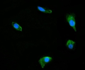 DUSP6 Antibody PC-3 Cell IF. Immunofluorescent staining of FFPE human PC-3 cells using DUSP6 antibody demonstrates prominent cytoplasmic green fluorescence with relative exclusion from DAPI-positive nuclei (blue). The staining pattern is consistent with expression of DUSP6, a dual-specificity phosphatase that functions as a key negative regulator of ERK/MAPK signaling pathways. DUSP6 modulates signal transduction by dephosphorylating activated ERK proteins, thereby helping control signaling intensity, duration, and downstream cellular responses. The predominantly cytoplasmic localization observed in PC-3 cells is consistent with the established role of DUSP6 in regulating MAPK pathway activity within the cytoplasmic compartment. HIER: steam section in pH 6 citrate buffer for 20 minutes.