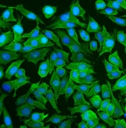 Immunofluorescence of NEAS antibody in human HeLa cells. FFPE HeLa cells show cytoplasmic green fluorescence consistent with SPTAN1 localization along the submembranous cytoskeleton and cellular extensions, while nuclei are counterstained with DAPI (blue). Heat-induced epitope retrieval was performed by steaming sections in pH 6 citrate buffer for 20 minutes prior to staining.