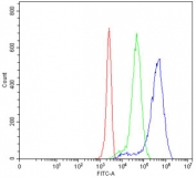Flow cytometry testing of human 293T cells with ABCB1 antibody at 1ug/million cells (blocked with goat sera); Red=cells alone, Green=isotype control, Blue= ABCB1 antibody.