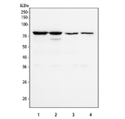 Western blot testing of human 1) PC-3, 2) Caco-2, 3) K562 and 4) MCF7 cell lysate with ECD antibody. Predicted molecular weight ~73 kDa.