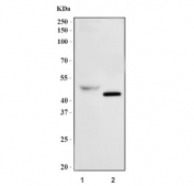 GATA1 Antibody Human K562 and Mouse Testis WB. Western blot analysis of GATA1 expression was performed using anti-GATA1 antibody. Lane 1: human K562 cell lysate. Lane 2: mouse testis tissue lysate. GATA1 is a zinc finger transcription factor that serves as a master regulator of erythropoiesis by controlling genes required for erythroid lineage commitment, hemoglobin synthesis, and red blood cell maturation. In addition to its essential role in hematopoietic development, GATA1 is expressed in Sertoli cells and contributes to normal testicular function. Specific immunoreactive bands are detected at approximately 43 kDa in both samples, consistent with the predicted molecular weight of GATA1. These results support the utility of GATA1 Antibody for studies of hematopoiesis, transcriptional regulation, reproductive biology, and developmental biology.