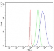 Flow cytometry testing of human HL60 cells with HSP75 antibody at 1ug/million cells (blocked with goat sera); Red=cells alone, Green=isotype control, Blue= HSP75 antibody.