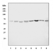 AKT1/2/3 Antibody WB. Western blot testing of 1) human A549, 2) human HeLa, 3) human HepG2, 4) human Raji, 5) rat brain, 6) rat PC-12, 7) mouse brain and 8) mouse RAW264.7 cell lysate with AKT1/2/3 antibody. Predicted molecular weight: ~56 kDa.