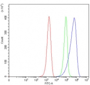 Dectin 1 Antibody ANA-1 FACS. Flow cytometry analysis of mouse ANA-1 cells using Dectin 1 antibody demonstrates a clear rightward shift in fluorescence intensity compared to the isotype control, consistent with detection of Dectin-1 / CLEC7A, a fungal recognition receptor involved in innate immune activation and myeloid cell signaling; red histogram represents cells alone, green histogram represents isotype control, and blue histogram represents Dectin 1 antibody staining.