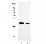 GAST Antibody Caco-2 and Rat Stomach WB. Western blot analysis of 1) human Caco-2 and 2) rat stomach tissue lysates using GAST Antibody detects prominent bands at approximately 16-18 kDa, slightly higher than the predicted molecular weight of mature Gastrin / GAST due to precursor processing intermediates or peptide-associated post-translational modification. This gastric peptide hormone antibody supports detection of gastrointestinal endocrine-associated signaling pathways and Gastrin-related secretory peptide expression within epithelial and gastric tissue compartments.