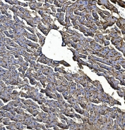 Egf receptor Antibody Mouse Liver IHC. Immunohistochemistry staining of FFPE mouse liver with Egf receptor antibody. HIER: boil tissue sections in pH8 EDTA for 20 min and allow to cool before testing.