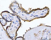 Immunohistochemistry of Placental Alkaline Phosphatase Antibody Clone 6C7G3 in human placenta. Formalin-fixed, paraffin-embedded human placental tissue shows strong HRP-DAB brown membranous staining in syncytiotrophoblastic cells lining chorionic villi, consistent with surface localization of placental alkaline phosphatase. Stromal cores display minimal staining. Heat-induced epitope retrieval was performed by boiling tissue sections in pH 8 EDTA buffer for 20 min followed by cooling prior to antibody incubation.