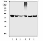 eIF-3 p48 Antibody Human, Mouse and Rat WB. Western blot analysis was performed using eIF-3 p48 Antibody / INT6 Antibody. Lane 1: human Raji cell lysate; lane 2: human K562 cell lysate; lane 3: rat thymus tissue lysate; lane 4: mouse thymus tissue lysate; lane 5: mouse ANA-1 cell lysate; lane 6: mouse RAW264.7 cell lysate. A specific immunoreactive band is detected at approximately 48â52 kDa in all tested samples, consistent with the expected molecular weight of eIF-3 p48 (INT6/EIF3E). These results demonstrate that this INT6 Antibody is suitable for Western blot detection of eIF-3 p48 across human, rat, and mouse samples.