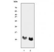 GNG4 Antibody for WB / G Protein Gamma 4 Western Blot Antibody. Western blot analysis in rat brain and mouse brain lysates. Lane 1: rat brain lysate, Lane 2: mouse brain lysate. A band is detected at approximately 12 kDa, consistent with the predicted molecular weight of G protein subunit gamma 4 / GNG4. The clear low molecular weight band and strong signal in brain tissues align with the known neuronal enrichment of GNG4 and support its role as a membrane-associated component of the G protein beta-gamma complex involved in GPCR-mediated signaling.