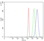 c-Jun Antibody HeLa Cell FACS. Flow cytometry analysis of human HeLa cells using c-Jun Antibody demonstrates a clear rightward shift of the positive cell population (blue) relative to the isotype control (green), consistent with expression of c-Jun (JUN). c-Jun is a DNA-binding transcription factor and key component of the AP-1 signaling complex that regulates gene expression involved in cellular proliferation, differentiation, stress responses, and signal transduction. As a transcriptional regulation protein, c-Jun functions within signaling networks that control cellular adaptation to developmental and environmental stimuli. Cells were blocked with goat serum prior to staining. Red=cells alone; Green=isotype control; Blue=c-Jun antibody.