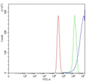 Flow cytometry testing of human MCF7 cells with Argonaute 1 antibody at 1ug/million cells (blocked with goat sera); Red=cells alone, Green=isotype control, Blue= Argonaute 1 antibody.