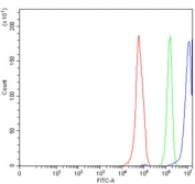 ERCC1 Antibody FACS. Flow cytometry testing of human RT4 cells with ERCC1 antibody at 1ug/million cells (blocked with goat sera); Red=cells alone, Green=isotype control, Blue= ERCC1 antibody.