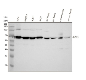 Western blot analysis of KAT5 Antibody / Tip60 Antibody in human, rat, and mouse samples. Whole cell lysates and tissue lysates were resolved by SDS-PAGE and transferred to a nitrocellulose membrane, followed by incubation with KAT5 Antibody / Tip60 Antibody and HRP-conjugated secondary antibody. Lane 1: human RT4 whole cell lysates; Lane 2: human MCF-7 whole cell lysates; Lane 3: human K562 whole cell lysates; Lane 4: human A431 whole cell lysates; Lane 5: rat testis tissue lysates; Lane 6: rat brain tissue lysates; Lane 7: mouse testis tissue lysates; Lane 8: mouse brain tissue lysates. A specific band is observed at approximately 59 kDa across samples, consistent with the predicted molecular weight of KAT5 at approximately 59 kDa.