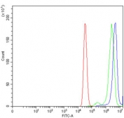 MCM7 Antibody MCF7 Cell FACS. Flow cytometry testing of human MCF7 cells with MCM7 antibody at 1ug/million cells (blocked with goat sera); Red=cells alone, Green=isotype control, Blue= MCM7 antibody.