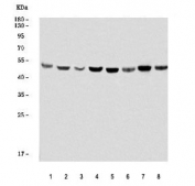ELK1 Antibody WB. Western blot testing of 1) human placenta, 2) human PC-3, 3) human SiHa, 4) human K562, 5) rat brain, 6) rat ovary, 7) mouse brain and 8) mouse ovary tissue lysate with ELK1 antibody. Predicted molecular weight ~45 kDa.