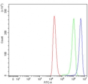 HER2 Antibody 239T FACS. Flow cytometry testing of human 293T cells with HER2 antibody at 1ug/million cells (blocked with goat sera); Red=cells alone, Green=isotype control, Blue= HER2 antibody.