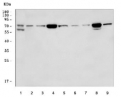 CD64 Antibody Multi-Species WB. Western blot analysis of 1) human ThP-1, 2) rat spleen, 3) rat thymus, 4) rat PC-3, 5) mouse EL-4, 6) mouse spleen, 7) mouse thymus, 8) mouse RAW264.7, and 9) mouse ANA-1 cell lysates using CD64 Antibody / High-Affinity Fc Gamma Receptor. Immunoreactive bands are detected within the expected approximately 39-75 kDa molecular weight range, consistent with glycosylation-dependent migration of FCGR1A / CD64, a leukocyte-associated Fc receptor involved in monocyte, macrophage, and innate immune signaling pathways.