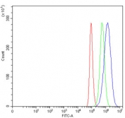 Flow cytometry testing of human HeLa cells with SEPT7 antibody at 1ug/million cells (blocked with goat sera); Red=cells alone, Green=isotype control, Blue= SEPT7 antibody.