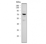 IRF7 Antibody Human 293T Cell WB. Western blot analysis of human 293T cell lysate using IRF7 Antibody / Antiviral Response Protein Antibody demonstrates a prominent immunoreactive band at approximately 65-70 kDa. The observed molecular weight is higher than the predicted size of Interferon Regulatory Factor 7 (IRF7) (~54 kDa), which is consistent with phosphorylation and other post-translational modifications known to regulate IRF7 activation, dimerization, and nuclear translocation during antiviral signaling. IRF7 functions as a master regulator of type I interferon production and innate immune responses, controlling expression of genes involved in host defense against viral infection. The strong band observed in 293T cells is consistent with expression of IRF7 and its modified forms associated with immune signaling pathways.