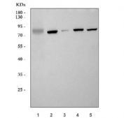 GLIS3 Antibody Human Mouse Rat WB. Western blot testing of 1) human A549, 2) rat kidney, 3) rat brain, 4) mouse kidney and 5) mouse brain tissue lysate with GLIS3 antibody. Predicted molecular weight ~84 kDa.