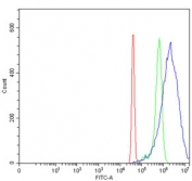 DOCK4 Antibody SiHa Flow Cytometry. Flow cytometric analysis of human SiHa cells using DOCK4 antibody demonstrates a clear rightward shift of the blue histogram (DOCK4 antibody) relative to the green histogram (isotype control) and red histogram (cells alone), consistent with expression of Dedicator of Cytokinesis 4 (DOCK4). DOCK4 is a cell migration protein that regulates Rac-family GTPase signaling pathways involved in cytoskeletal organization, cell adhesion, and directed cellular movement. The observed staining pattern supports detection of endogenous DOCK4 expression and demonstrates the utility of this antibody for studies of cellular motility, cytoskeletal regulation, tissue morphogenesis, and signaling pathways governing cell-cell interactions. Cells were stained with 1 ug antibody per million cells following blocking with goat sera.