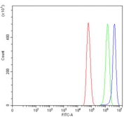 Flow cytometry testing of human U-87 MG cells with AEG-1 antibody at 1ug/million cells (blocked with goat sera); Red=cells alone, Green=isotype control, Blue= AEG-1 antibody.