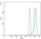 Flow cytometry testing of human HeLa cells with B3GNT2 antibody at 1ug/million cells (blocked with goat sera); Red=cells alone, Green=isotype control, Blue= B3GNT2 antibody.