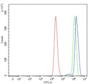Flow cytometry testing of human ThP-1 cells with B3GNT2 antibody at 1ug/million cells (blocked with goat sera); Red=cells alone, Green=isotype control, Blue= B3GNT2 antibody.