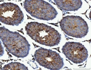 IHC staining of FFPE rat testis tissue with Malic enzyme 1 antibody. HIER: boil tissue sections in pH8 EDTA for 20 min and allow to cool before testing.