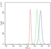 CLEC7A Antibody U937 FACS. Flow cytometry analysis of human U937 cells using CLEC7A antibody demonstrates a clear rightward shift in fluorescence intensity compared to the isotype control, consistent with detection of CLEC7A / Dectin-1, an innate immune beta-glucan receptor involved in fungal recognition and myeloid cell signaling; red histogram represents cells alone, green histogram represents isotype control, and blue histogram represents CLEC7A antibody staining.