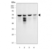 TRIM29 Antibody Rabbit Polyclonal WB. Western blot testing of human 1) RT4, 2) HaCaT, 3) SiHa and 4) A431 cell lysate with polyclonal TRIM29 antibody. Predicted molecular weight ~66 kDa.