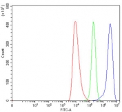 SERBP1 Antibody HEL FACS. Flow cytometry testing of human HEL cells with SERBP1 antibody at 1ug/million cells (blocked with goat sera); Red=cells alone, Green=isotype control, Blue= SERBP1 antibody.