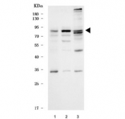 Western blot testing of human 1) 293T, 2) HepG2 and 3) U-251 cell lysate with hKR3 antibody. Predicted molecular weight ~77 kda.