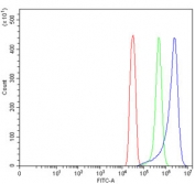 Flow cytometry testing of human SiHa cells with TMEM65 antibody at 1ug/million cells (blocked with goat sera); Red=cells alone, Green=isotype control, Blue= TMEM65 antibody.