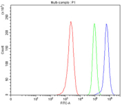 Flow cytometry testing of fixed and permeabilized human MCF7 cells with TDG antibody at 1ug/million cells (blocked with goat sera); Red=cells alone, Green=isotype control, Blue= TDG antibody.