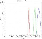 Flow cytometry testing of fixed and permeabilized human Jurkat cells with SDE2 antibody at 1ug/million cells (blocked with goat sera); Red=cells alone, Green=isotype control, Blue= SDE2 antibody.