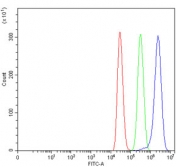 DOCK1 Antibody MCF7 Flow Cytometry. Flow cytometric analysis of human MCF7 cells using DOCK1 Antibody / Cell Migration Protein Antibody demonstrates a pronounced rightward shift of the blue histogram (DOCK1 antibody) relative to the green histogram (isotype control) and red histogram (cells alone), consistent with expression of Dedicator of Cytokinesis 1 (DOCK1). DOCK1 is a Rac guanine nucleotide exchange factor that regulates cell migration, cytoskeletal remodeling, cellular adhesion, and tissue organization through activation of Rac-dependent signaling pathways. The observed staining pattern supports detection of endogenous DOCK1 expression and demonstrates the utility of this antibody for studies of cellular motility, cytoskeletal regulation, and migration-associated signaling networks. Cells were stained with 1 ug antibody per million cells following blocking with goat sera.