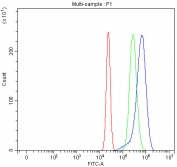 Flow cytometry testing of human U-2 OS cells with Activated CDC42 kinase 1 antibody at 1ug/million cells (blocked with goat sera); Red=cells alone, Green=isotype control, Blue= Activated CDC42 kinase 1 antibody.