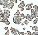 Hsp90 beta Antibody Human Placenta IHC. Immunohistochemistry analysis of FFPE human placenta tissue using Hsp90 beta Antibody. Heat induced antigen retrieval was performed in pH 8.0 EDTA buffer prior to overnight incubation with primary antibody (2 ug/mL) at 4Â°C. Peroxidase-conjugated goat anti-mouse IgG and DAB chromogen were used for visualization. Predominantly cytoplasmic staining is observed in placental trophoblast cells, consistent with the intracellular localization of HSP90AB1 as a constitutively expressed molecular chaperone. These results support the use of Hsp90 beta Antibody for studying HSP90AB1, molecular chaperone function and cellular protein homeostasis.