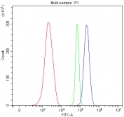 Flow cytometry testing of mouse ANA-1 cells with Y-box-binding protein 1 antibody at 1ug/million cells (blocked with goat sera); Red=cells alone, Green=isotype control, Blue= Y-box-binding protein 1 antibody.