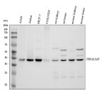 TRNAU1AP Antibody by WB in Human, Rat, and Mouse Samples. Western blot analysis of SECp43 in human A549 (lane 1), Jurkat (lane 2), MCF-7 (lane 3), and COLO320 (lane 4) cell lysates, rat kidney (lane 5), rat brain (lane 6), mouse kidney (lane 7), and mouse brain (lane 8) tissue lysates. Samples were separated by 10% SDS-PAGE under reducing conditions. The rabbit polyclonal antibody detects a principal band at approximately 38 kDa across all eight samples, compared with the calculated molecular weight of approximately 32.5 kDa. Additional higher-molecular-weight bands are visible in several samples.