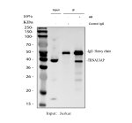 TRNAU1AP Antibody by IP in Human Jurkat Cell Lysate. Immunoprecipitation of SECp43 from human Jurkat cell lysate using rabbit polyclonal TRNAU1AP antibody. The blot includes an input lysate (lane 1), a control IgG immunoprecipitation (lane 2), and an antibody-mediated immunoprecipitation (lane 3). A band at approximately 38 kDa is detected in the input and antibody IP lanes but is absent from the control IgG lane, supporting specific enrichment of TRNAU1AP. A prominent band near 50 kDa corresponds to the IgG heavy chain.