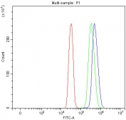 Flow cytometry testing of fixed and permeabilized human SiHa cells with ATF6 antibody at 1ug/million cells (blocked with goat sera); Red=cells alone, Green=isotype control, Blue= ATF6 antibody.
