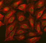 SMARCB1 Antibody by IF in U2OS Cells Immunofluorescence staining of U2OS cells using SMARCB1 Antibody at 5 ug/ml. SMARCB1/INI1 is visualized in green and shows predominantly nuclear localization, while alpha-tubulin staining in red delineates the cytoplasmic microtubule network. The contrasting signals clearly demonstrate the nuclear distribution detected by this INI1 Polyclonal Antibody.