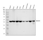 SMARCB1 Antibody by WB in Multiple Cell Lines and Brain Tissue Western blot testing of SMARCB1 Antibody at 0.167 ug/ml with HepG2 (lane 1), K562 (lane 2), Jurkat (lane 3), 293T (lane 4), rat brain (lane 5), mouse brain (lane 6), NIH3T3 (lane 7) and Neuro-2a (lane 8) lysates. This INI1 Polyclonal Antibody detects a prominent band at approximately 44 kDa, consistent with the calculated molecular weight of 44.1 kDa for SMARCB1/INI1. Detection across human, rat and mouse samples supports recognition of the target in multiple species.