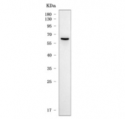 SLC22A8 / OAT3 Antibody Human 293T WB. Western blot analysis of human 293T cell lysate using SLC22A8 Antibody / Organic Anion Transporter 3 (OAT3) Antibody demonstrates a distinct band at approximately 60 kDa, consistent with the predicted molecular weight of SLC22A8/OAT3. OAT3 is a membrane-associated organic anion transporter involved in the cellular uptake and transport of endogenous metabolites, pharmaceutical compounds, and xenobiotic substances. The observed band supports detection of OAT3 expression in human cells and validates the antibody for Western blot applications.