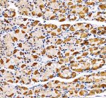 CBLIF Antibody Human Stomach IHC. Immunohistochemical staining of FFPE human stomach tissue using CBLIF Antibody at 2 ug/ml with HRP/DAB detection following heat-induced epitope retrieval in pH8 EDTA buffer. Strong cytoplasmic staining is observed in gastric parietal cells, consistent with the expected expression of cobalamin binding intrinsic factor in the gastric mucosa. This staining pattern demonstrates the utility of CBLIF Antibody, a Cobalamin Binding Intrinsic Factor Antibody, for investigating vitamin B12 absorption, gastric physiology and intrinsic factor expression in human tissues.